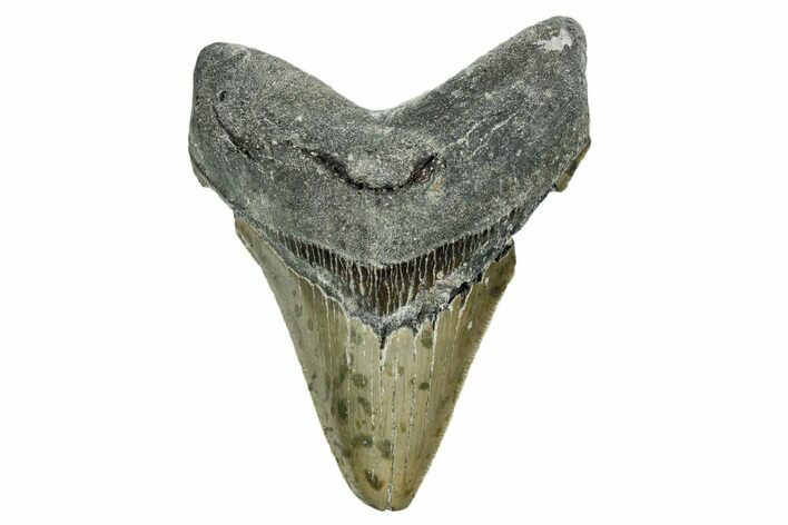 Serrated, Fossil Megalodon Tooth - North Carolina #352413